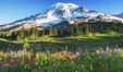 Mount Rainer and meadow of wild flowers