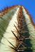 Close up Cactus, Image is in full colour