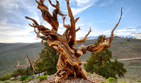 Largest Bristlecone Pine in the world