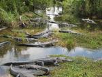 Alligators in the Everglades