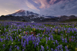 Mt Rainier at sunset with a meadow of wild flowers