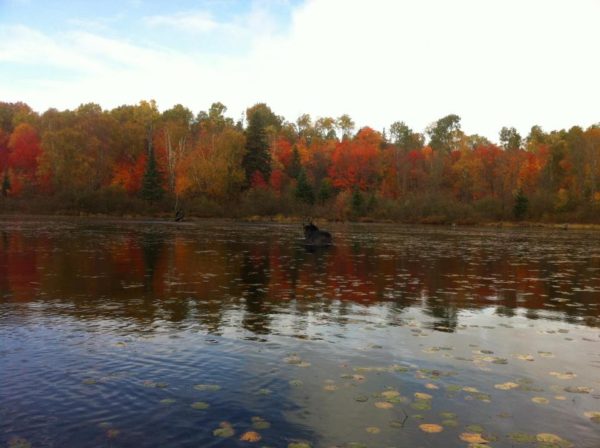 Moose in Algonquin Park