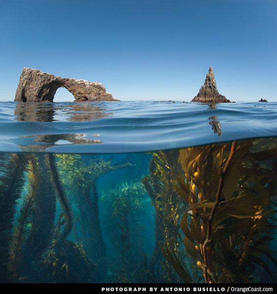 Channel Islands National Park underwater shot