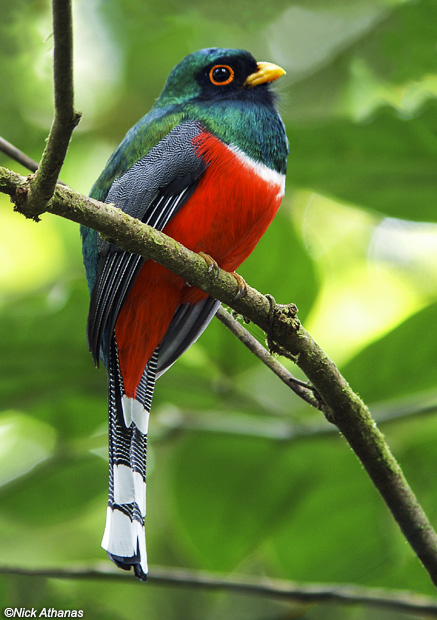 Trogon perched on a branch in Cave Creek Canyon