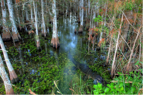 RV Adventure through the Everglades in Miami