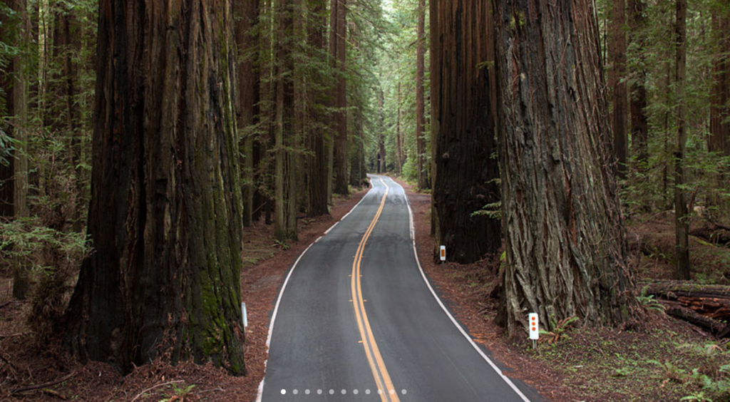 California Gigantic Redwood Trees.