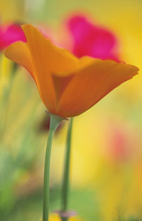 California Poppy, Image is a close up of an orange flower in full colour.