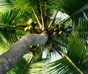 coconut tree