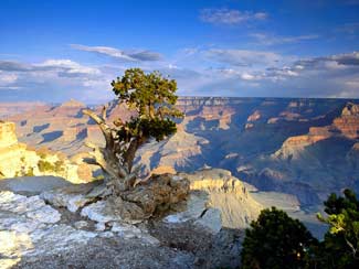 Nevada, Grand Canyon. Image is looking over the Grand Canyon with a tree in the middle of the picture. Image is in full colour. 