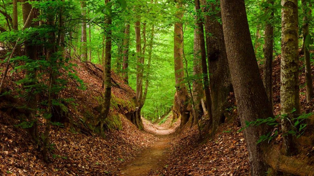 The Natchez Trace Walking Trail, Mississippi/Tennessee