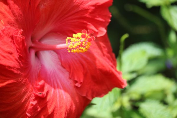 red hibiscus in the sunlight with yellow pollen and greenery background